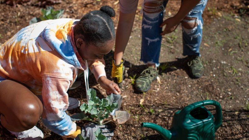 Young volunteers planting together